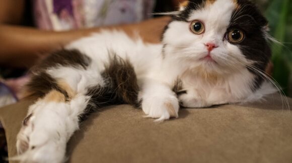 CDMX: Promueven megajornada de esterilización y cuidado felino en Santa Cruz Meyehualco