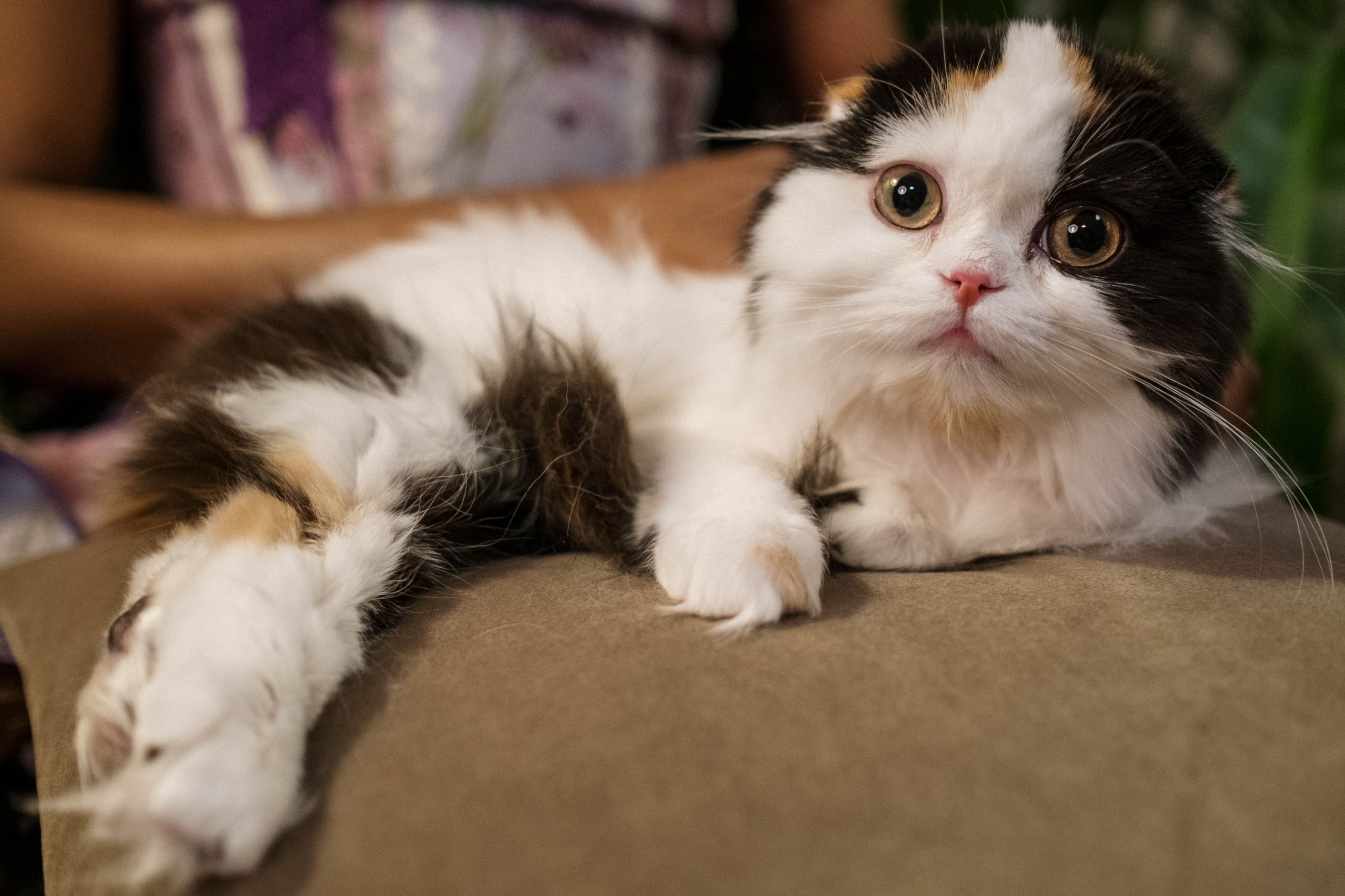 Promueven megajornada de esterilización y cuidado felino