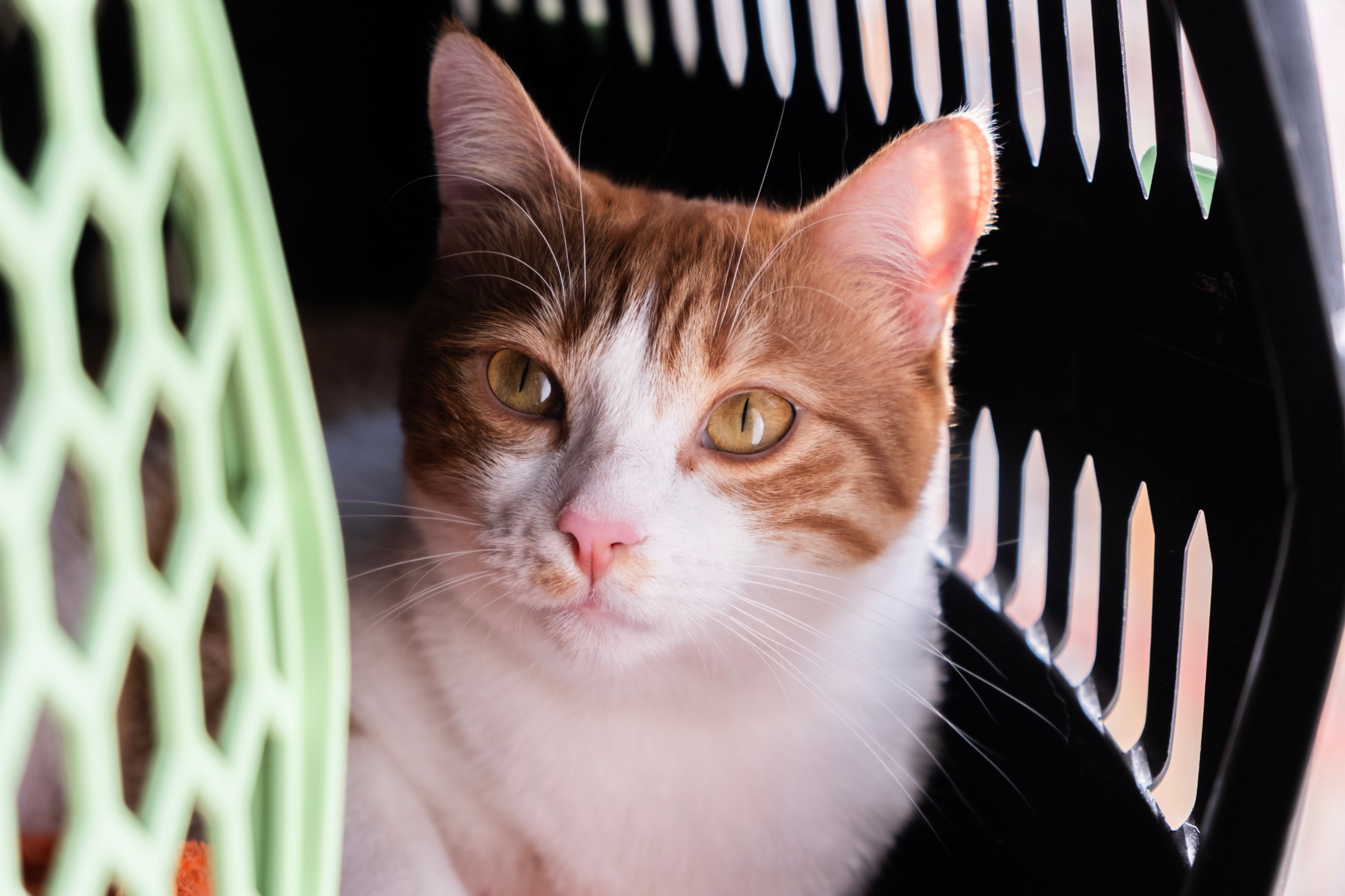 Aconsejan incluir a gatos y perros en simulacro