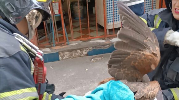 CDMX: Rescatan bomberos águila atrapada en poste en Azcapotzalco