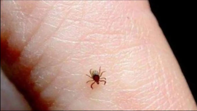 Baja California suma 60 muertes por rickettsiosis en 2026; Salud pide atender síntomas sin esperar pruebas.