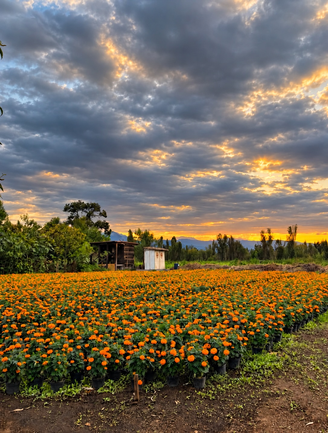 Recorre Xochimilco a través de sus campos de cempasúchil y sus historias