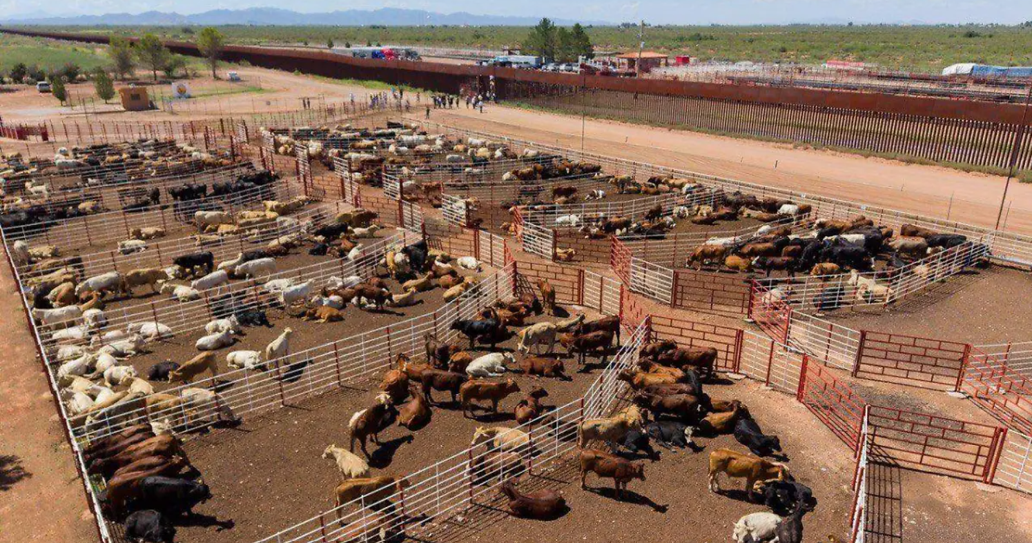 Sonora reanuda exportación de ganado a Estados Unidos