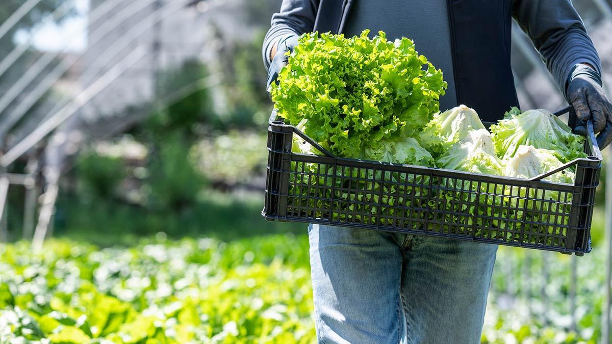 Cofepris descarta que productos agrícolas mexicanos causaran brotes de Salmonella y Cyclospora en EU.