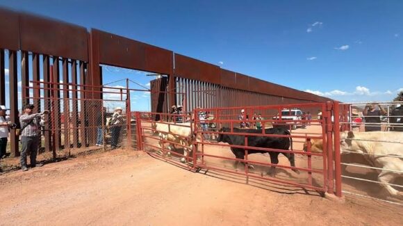 Suspenden exportación de ganado de Sonora a Estados Unidos por sospecha sanitaria