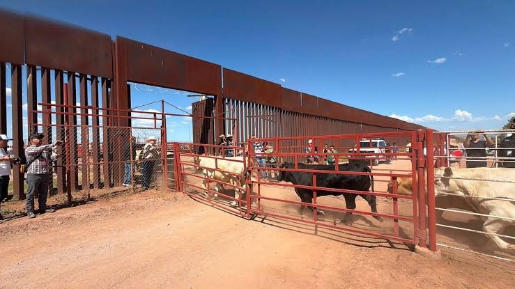 Suspenden exportación de ganado de Sonora a Estados Unidos por sospecha sanitaria.