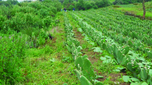 Ciudad de México es la segunda productora nacional de nopal: Agricultura