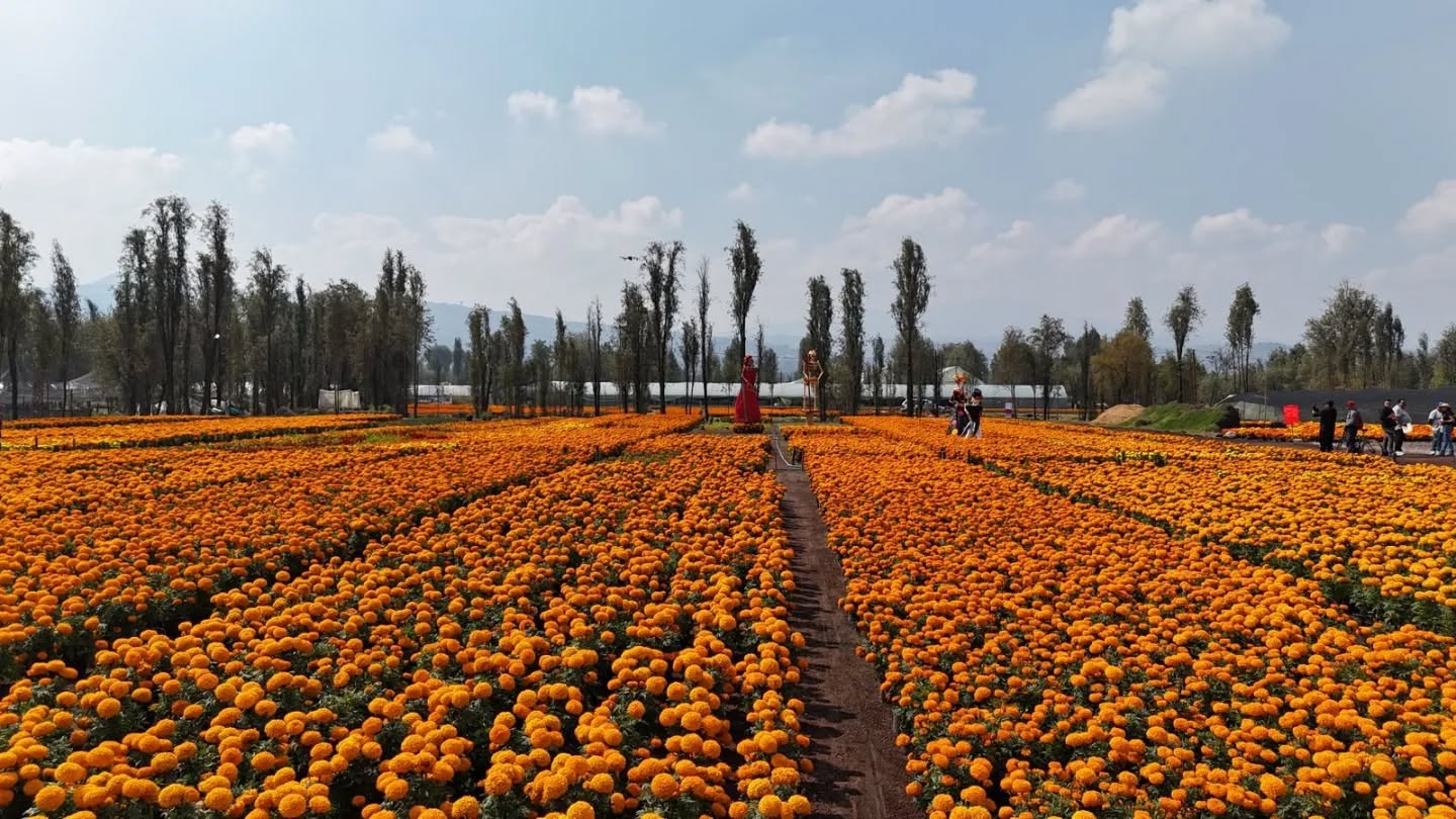 Crece la producción de cempasúchil en la Ciudad de México
