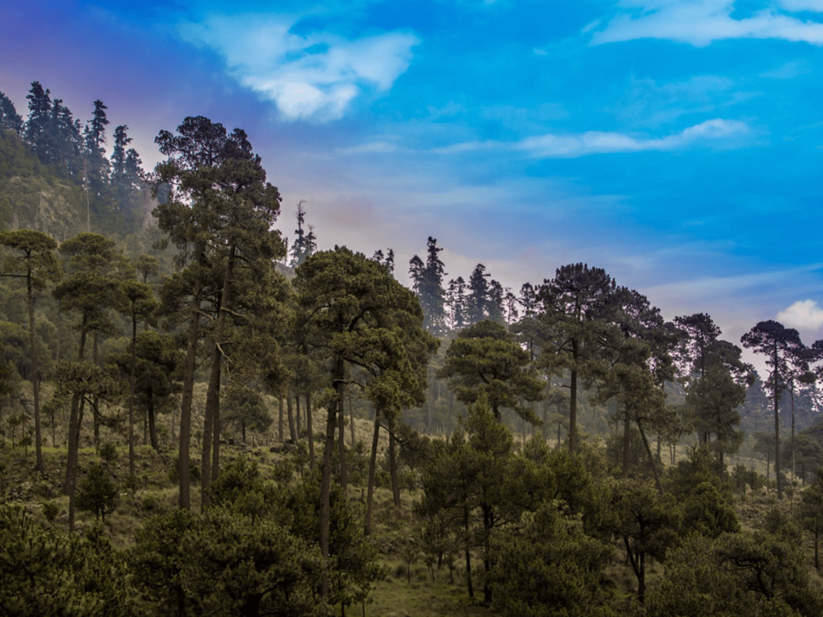 Ajusco: Desaparecidos y cientos de cuerpos sin vida hallados en el bosque