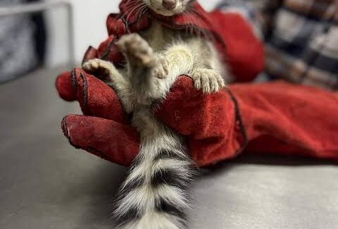 Atrapan a cacomixtle en el Instituto Nacional de Neurología en la alcaldía Tlalpan