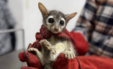 Atrapan a cacomixtle en el Instituto Nacional de Neurología en la alcaldía Tlalpan