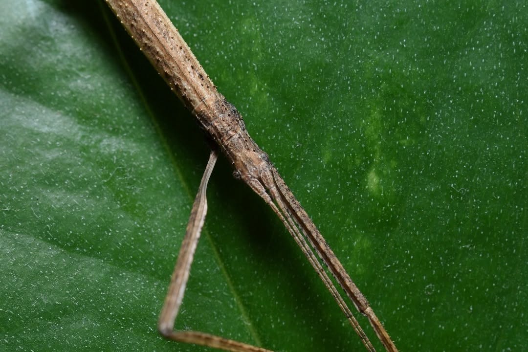Descubren investigadores dos nuevas especies de insecto-palo en cerro Santa Cruz Xochitepec