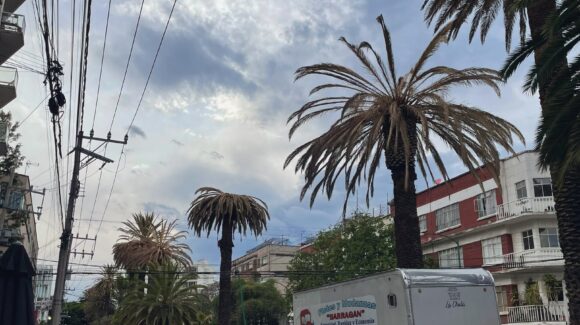 Retiran 2 mil 302 palmeras muertas o en mal estado de la vía pública en la CDMX