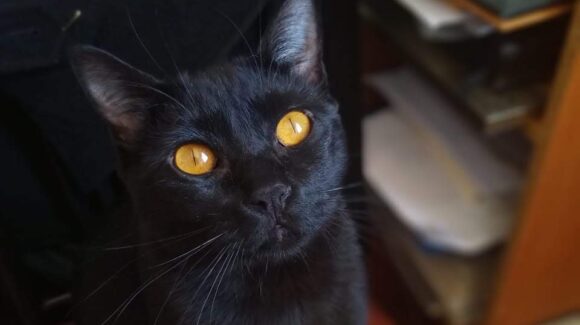 Revelan secretos de gatos negros en museo de Chapultepec