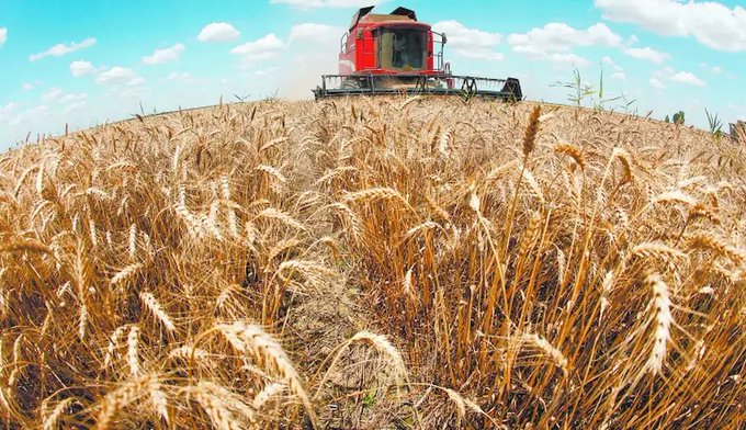 Producción de trigo se desploma 46% en México y agrava la peor crisis del sector en 60 años.
