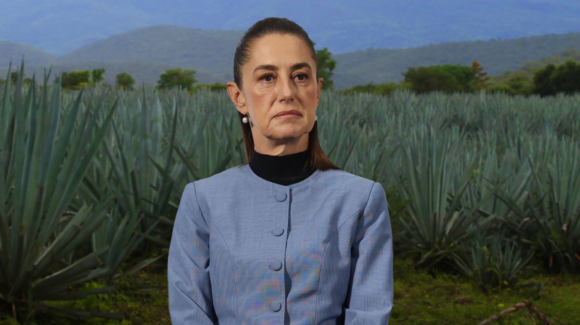 Sheinbaum alista apoyo para productores de agave ante desplome del precio: de 35 a hasta 1 peso